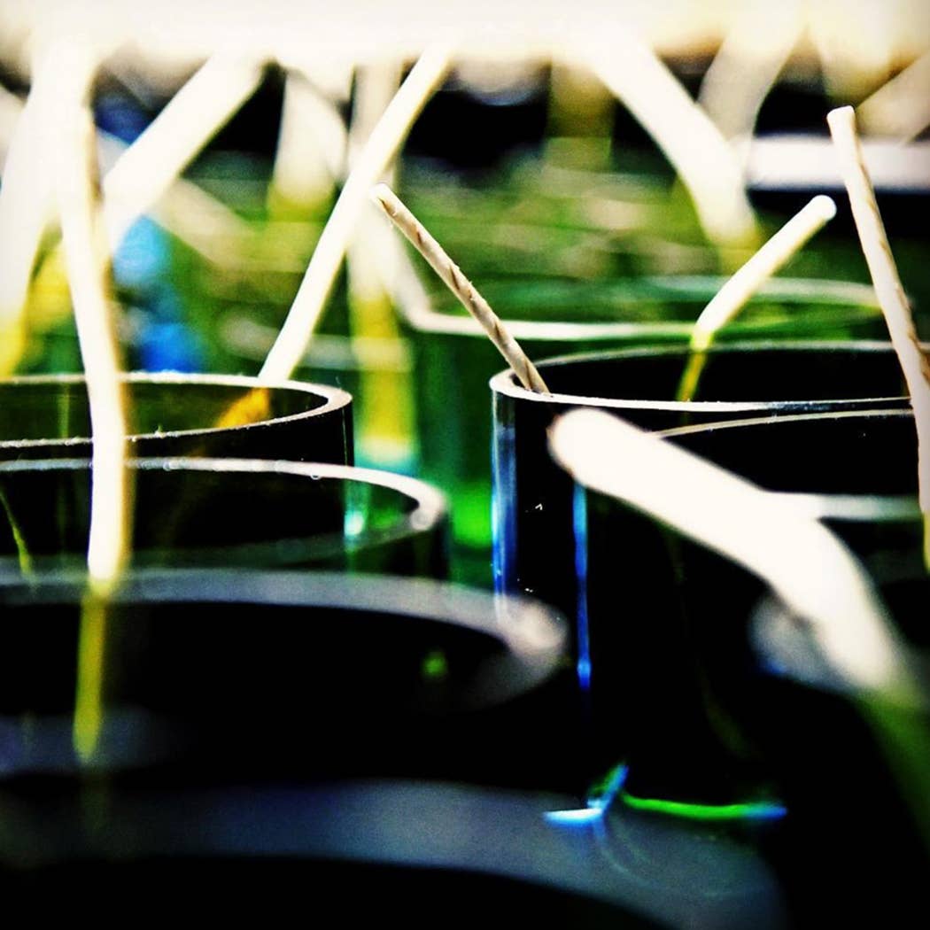 UNWINED - Dreamsicle Wickless Wax Melts